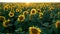 A large sunflower field on a sunset background.