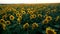 A large sunflower field on a sunset background.