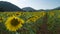 Large sunflower fields, aquaculture and agricultural area