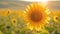 A large sunflower stands tall amidst a vibrant field of sunflowers, showcasing its stunning beauty, Binary sunflower made out of