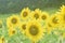 Large sunflowers in field closeup