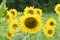 Large sunflowers in field closeup with bee