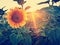 Large sunflowers in the fields at sunset