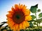 Large sunflowers in the fields at sunset