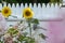 Large Sunflowers in a New England Coastal Garden