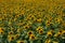 Large Sunny Field Full Of Bright Yellow Sunflowers