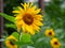 Large sunny sunflower flower on a natural background. Floral background with sunflowers.