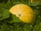 Large sunny yellow pumpkin riping on ground in weed, selective focus, shallow DOF