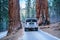 Large SUV drives on roadway through giant sequoias in Sequoia National Forest