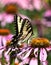 Large Swallowtail