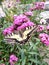 A large swallowtail butterfly sits on the flowers