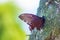 A large swallowtail is sitting on the tree. Butterfly on the plants.