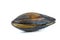 Large swan mussel on white background