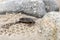 Large swarm beetle crawls over stones at the Baltic Sea coast