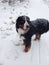 A large Swiss shepherd dog walks along the winter paths in the Park