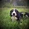 Large Swiss shepherd walking on a lawn in a green high grass