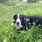 Large Swiss shepherd walking on a lawn in a green high grass