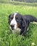 Large Swiss shepherd walking on a lawn in a green high grass