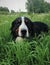 Large Swiss shepherd walking on a lawn in a green high grass