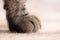 Large Tabby Cat\'s Paw