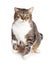 Large Tabby Cat On White Background