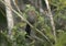 Large-tailed antshrike, Mackenziaena leachii