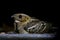 Large-tailed Nightjar Caprimulgus macrurus Birds at Night