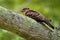 Large-tailed Nightjar - Caprimulgus macrurus nightjar in the family Caprimulgidae, found along the southern Himalayan foothills,