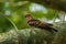 Large-tailed Nightjar - Caprimulgus macrurus nightjar in the family Caprimulgidae, found along the southern Himalayan foothills,