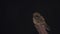 Large-tailed Nightjar on Wooden Post