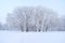 Large and tall plane trees grove in winter