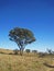 LARGE TALL TREE IN A GRASSLAND ON THE SOUTH  AFRICAN HIGHVELD