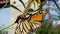 Large tan and green praying mantis eating a monarch butterfly ca