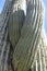 Of large, tangled saguaro cactus arms in the Sonoran Desert, Arizona