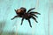 Large tarantula on a blue background