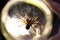 Large tarantula captured in a glass canning jar, hairy legs backlit by bright light