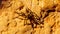 Large Tarantula crawling on a rock at the top of the Canyon Overlook Trail in Zion National Park, Utah