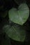 Large taro or Colocasia esculenta, leafy tropical plant
