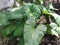 Large taro plant growing in the yard.