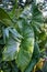 Large Taro Plants Growing on the Island of Yap