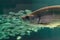 Large Tarpon fish Megalops atlanticus swims