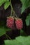 Large tayberry fruit in the garden