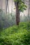 a large teak tree in the middle of a foggy forest and a mystical atmosphere