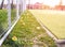 Large tennis court with green grass and colorful balls. Sports and tennis concept, background, copy space