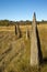 Large Termite Hills