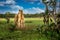 Large Termite mound in a field of termite mounds