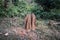 Large termite mound in forest