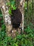 A large termite mound in the rainforest in Tikal, Guatemala