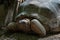 Large terrestrial turtle portrait, nature image