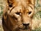 A large and terrible predator resting quietly. Close-up of an adult lion. A ferocious carnivore of the family Felidae. Lion in the